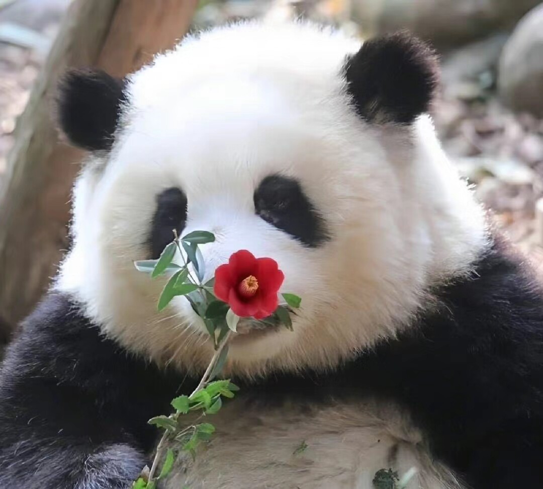 爱你哦